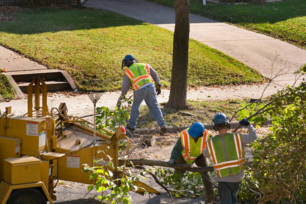 Professional Tree Services in West Elmira, NY